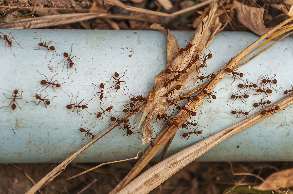Carpenter Ant Problems Managed Effectively by Hawx Pest Control